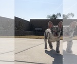 Small #1 French Bulldog