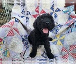 Puppy black Labradoodle