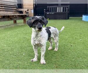 Shih-Poo Dogs for adoption in Orange, CA, USA