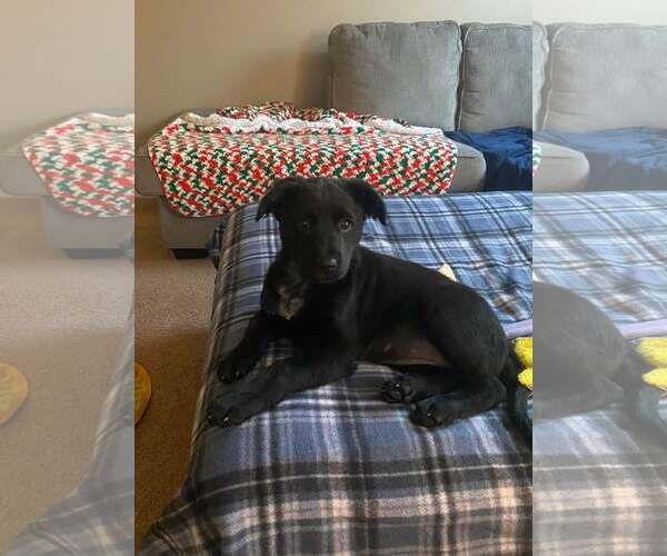 Medium Photo #7 German Shepherd Dog-Unknown Mix Puppy For Sale in Stephens City, VA, USA