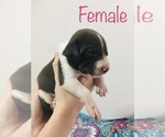 Small Photo #5 Border Collie-German Shorthaired Pointer Mix Puppy For Sale in MIDLAND, TX, USA