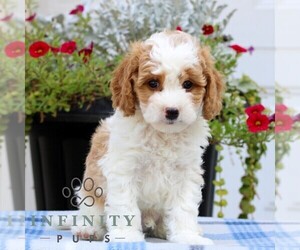 Cavapoo Puppy for sale in EAST EARL, PA, USA