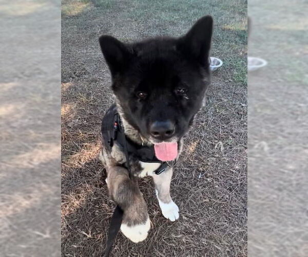 Medium Photo #2 Akita Puppy For Sale in Pottstown, PA, USA