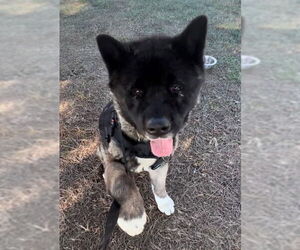 Toshi - Male Akita Dog for Adoption - Photo #2