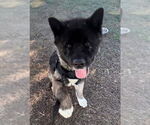 Small #1 Akita