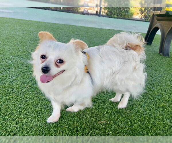 Medium Photo #4 Cavapom Puppy For Sale in Agoura Hills, CA, USA