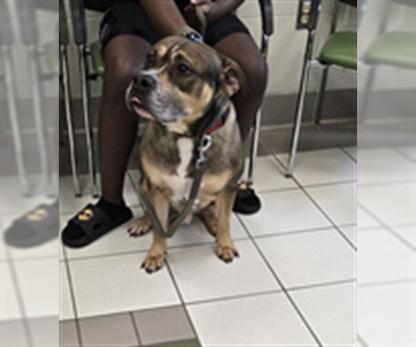 Medium Photo #1 Boxer-Unknown Mix Puppy For Sale in Derwood, MD, USA