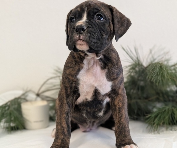 Medium Photo #6 Boxer Puppy For Sale in GOSHEN, IN, USA
