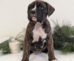 Small #5 Boxer