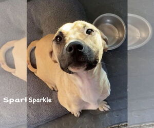 Sparkle - Female Mutt Dog for Adoption - Photo #5