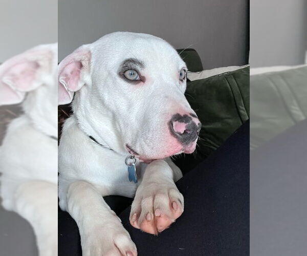 Medium Photo #7 Bulloxer Puppy For Sale in Minneapolis, MN, USA