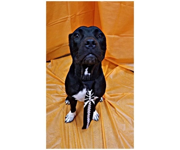 Medium Photo #6 American Pit Bull Terrier Puppy For Sale in MESA, AZ, USA