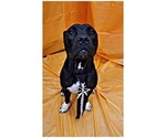 Small Photo #6 American Pit Bull Terrier Puppy For Sale in MESA, AZ, USA