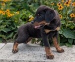 Small #3 Rottweiler