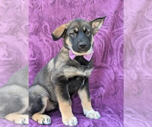 Alaskan Malamute-German Shepherd Dog Mix Puppy for sale in KIRKWOOD, PA, USA