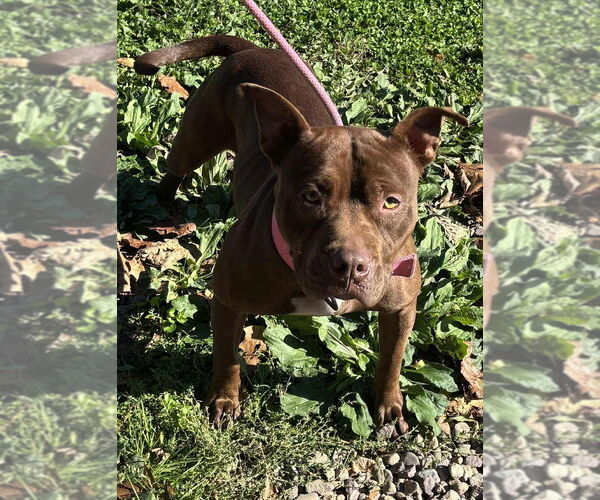 Medium Photo #1 American Staffordshire Terrier Puppy For Sale in Benton, PA, USA