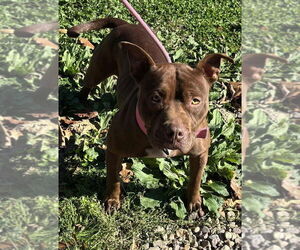 American Staffordshire Terrier Dogs for adoption in Benton, PA, USA