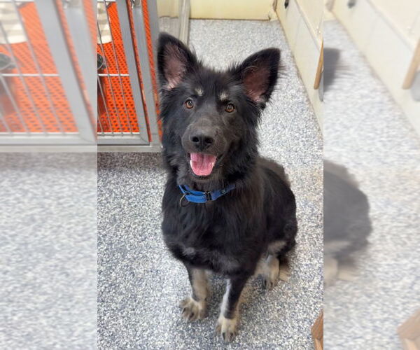 Medium Photo #15 Mutt Puppy For Sale in Bemidji, MN, USA