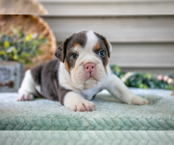 Medium Photo #21 Beabull Puppy For Sale in MILLERSBURG, OH, USA