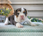 Small #4 Beabull