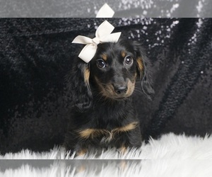 Dachshund Puppy for sale in WARSAW, IN, USA