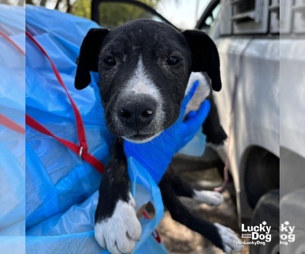 Medium Photo #4 Labrador Retriever-Unknown Mix Puppy For Sale in Washington, DC, USA