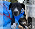 Small #3 Labrador Retriever Mix