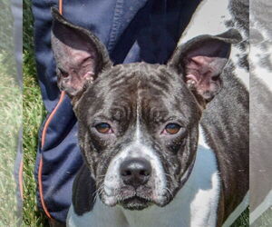 Medium American Staffordshire Terrier-Basset Hound Mix