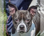 Small American Staffordshire Terrier-Basset Hound Mix