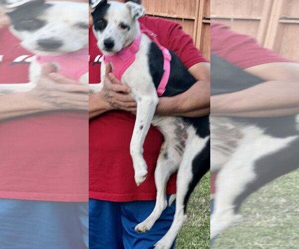 Medium Photo #1 Mutt Puppy For Sale in San Antonio, TX, USA
