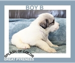 Small #1 Great Pyrenees