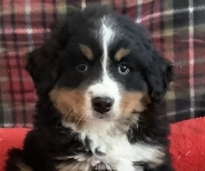 Bernese Mountain Dog Puppy for Sale in LUBLIN, Wisconsin USA