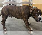 Small American Bulldog Mix