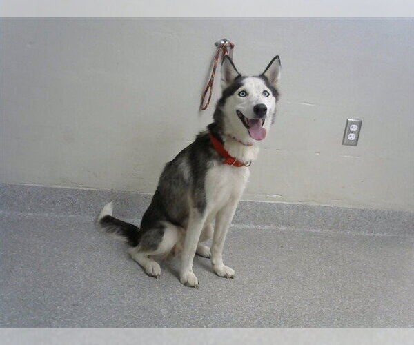 Medium Photo #1 Siberian Husky-Unknown Mix Puppy For Sale in Pasadena, TX, USA
