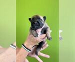 Small Photo #31 Belgian Malinois Puppy For Sale in S CHARLESTON, WV, USA