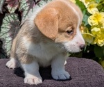 Small Photo #32 Pembroke Welsh Corgi Puppy For Sale in GOSHEN, IN, USA