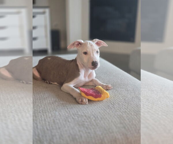 Medium Photo #3 Labrador Retriever-Unknown Mix Puppy For Sale in The Woodlands, TX, USA