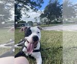 Small #9 American Bulldog