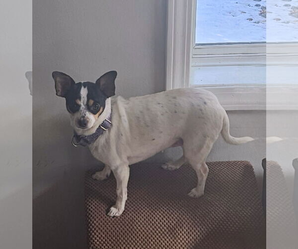 Medium Photo #5 Chihuahua Puppy For Sale in St. Louis Park, MN, USA