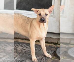 Punkin (Lone Star Litter) - Female Labrador Retriever-Unknown Mix Dog for Adoption - Photo #6