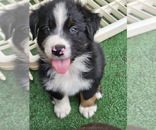 Medium Photo #1 Australian Shepherd Puppy For Sale in NELSON, VA, USA