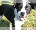 Sunshine - Female Labrador Retriever-Unknown Mix Dog for Adoption - Small photo