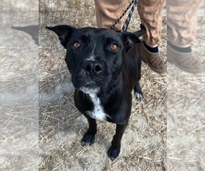 26-224 Lucy - Female Mutt Dog for Adoption - Photo #3