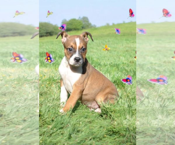 Medium Photo #10 Basenji-Rat Terrier Mix Puppy For Sale in McKinney, TX, USA