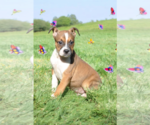 Small #9 Basenji-Rat Terrier Mix