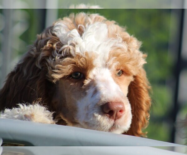 Medium Photo #1 Poodle (Standard) Puppy For Sale in LINDEN, TN, USA