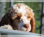 Small Photo #1 Poodle (Standard) Puppy For Sale in LINDEN, TN, USA