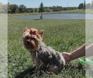 Yorkshire Terrier Dog for Adoption in MOUNT AYR, Iowa USA