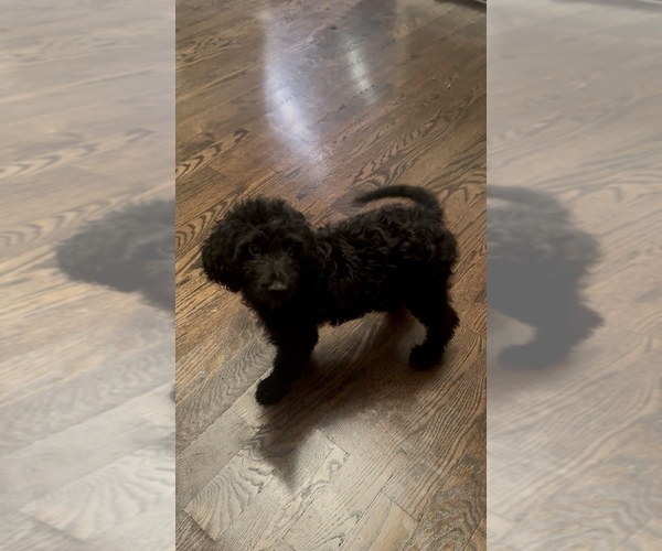 Medium Photo #14 Goldendoodle Puppy For Sale in CLARKSVILLE, TN, USA