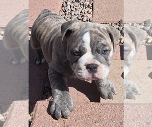 Olde English Bulldogge Puppy for sale in COLORADO SPRINGS, CO, USA